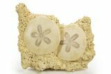 Two Fossil Sand Dollars (Scutella) - France #317753-1